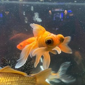 Meet your Posher, Julia